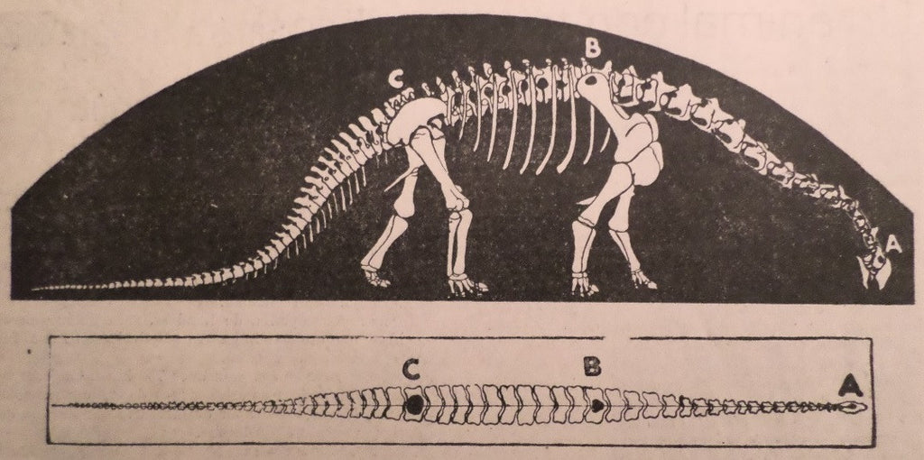 A Dinosaur with Three Brains