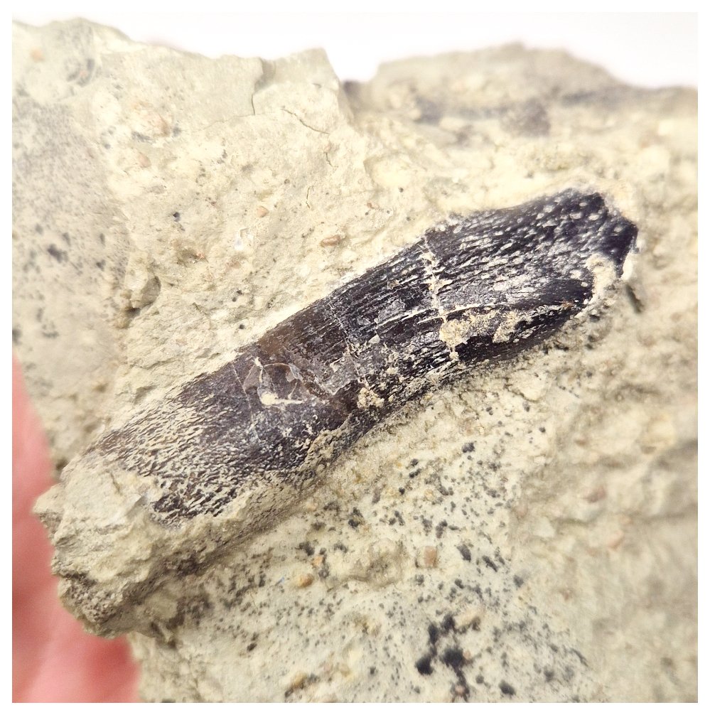 1513 - Top Rare Atlasaurus imelakei Sauropod Dinosaur Tooth in Matrix ...