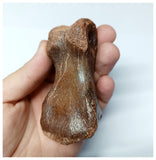 1048 - Finest Grade Huge 3.14'' Spinosaurus aegyptiacus Dinosaur Phalanx Toe Bone