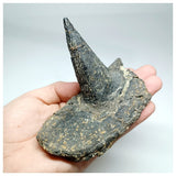 1094 - Museum Grade Unique Spicomellus afer Oldest Ankylosaurian Dinosaur Dermal Spike - El Mers Fm