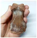 1048 - Finest Grade Huge 3.14'' Spinosaurus aegyptiacus Dinosaur Phalanx Toe Bone