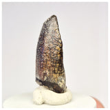 1449 - Nicely Preserved Jobaria Sauropod Dinosaur Tooth Jurassic Tiouraren Fm
