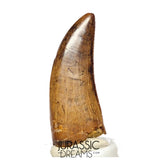 J561 - Tyrannosaur Dinosaur Tooth - Nanotyrannus sp - Late Cretaceous - Lance Creek Fm