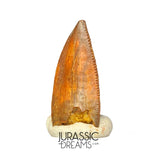 S313 - Rare Abelisaurid (cf Rugops sp) Premaxillary Dinosaur Tooth - Cretaceous KemKem Beds