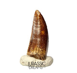 S390 - Nicely Preserved Abelisaurid (cf Rugops sp) Dinosaur Tooth - Cretaceous KemKem Beds