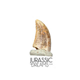 S136 - Top Rare Acheroraptor temertyorum (Dromaeosaurid Raptor Theropod) Dinosaur Tooth - Lance Creek Fm