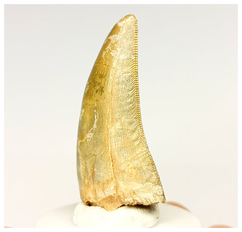 1327 - Gem Grade Afrovenator abakensis Megalosaurid Dinosaur Tooth Jurassic Tiouraren Fm