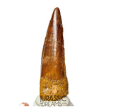 S191 - Nicely Preserved Spinosaurus aegyptiacus Dinosaur Tooth