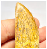 1386 - Rare Rooted Carcharodontosaurus saharicus Dinosaur Tooth - Cretaceous KemKem Beds