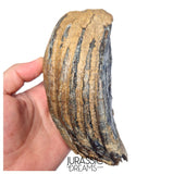 S406 - Nicely Preserved Huge Ice Age Woolly Mammoth (Mammuthus primigenius) Upper Molar Tooth