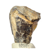 S504 - Top Huge Ouranosaurus nigeriensis Basal Hadrosaurid Dinosaur Tooth - Cretaceous Elrhaz Fm