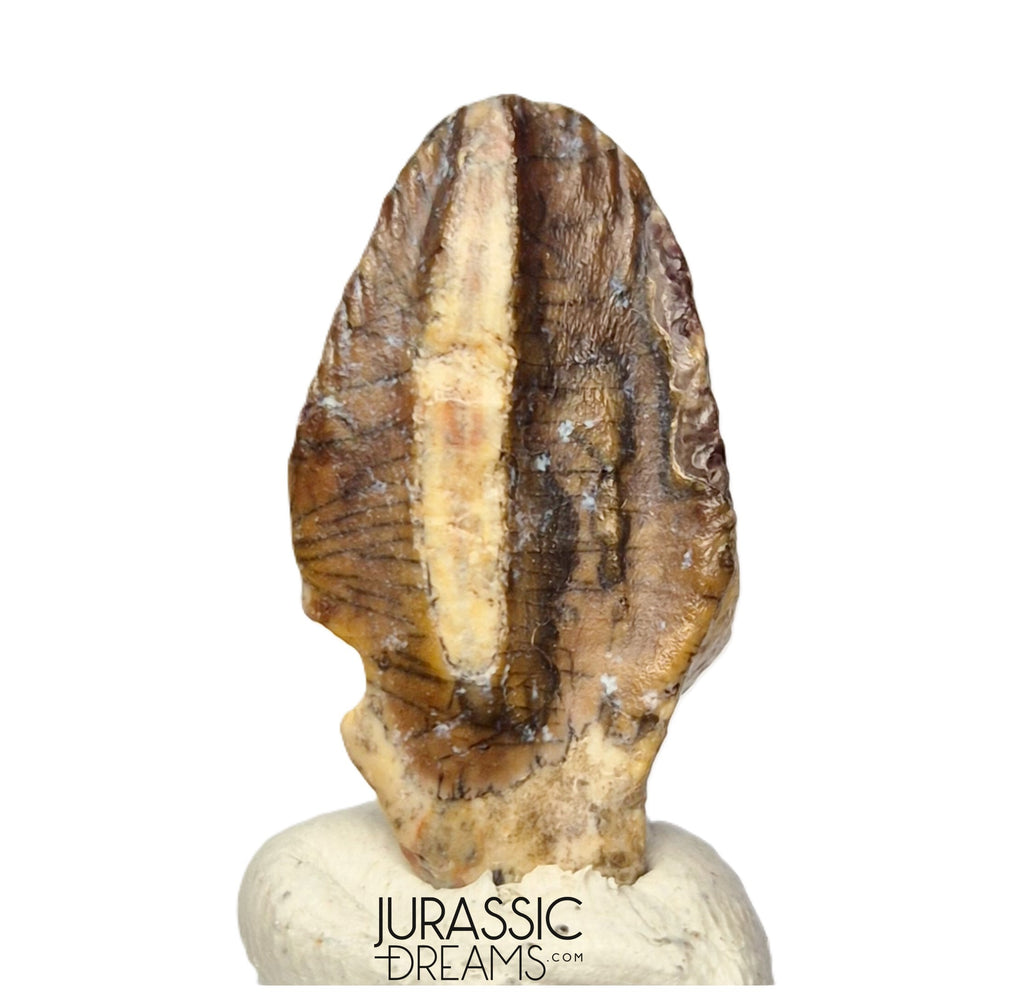 S506 - Exceedingly Rare Iguanodontian (cf Elrhazosaurus or Lurdusaurus) Dinosaur Tooth - Lower Cretaceous