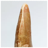 1007- Pathological Carcharodontosaurus saharicus Tooth with Double Mesial Carina