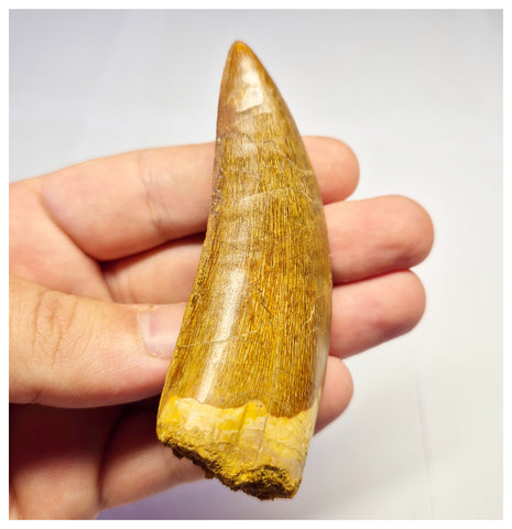 1382 - Huge Carcharodontosaurus saharicus Dinosaur Tooth - Cretaceous KemKem Beds