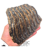 S236 - Nicely Preserved Huge Ice Age Woolly Mammoth (Mammuthus primigenius) Upper Molar Tooth