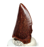 S132 - Gem Grade Carcharodontosaurus saharicus Dinosaur Tooth - KemKem Beds