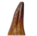 S351 - Huge Thalassotitan atrox (Largest known mosasaur species) Rooted Tooth - VISIBLE CARINA