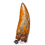 20018 - Top Huge Carcharodontosaurus saharicus Dinosaur Tooth