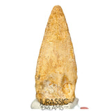 J516 - Nicely Preserved Spinosaurus aegyptiacus Dinosaur Foot Claw - Red Sanstone Beds