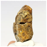 1307- Exceedingly Rare Unidentified Basal Iguanodontian Dinosaur Tooth - Cretaceous Elrhaz Fm