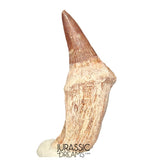 S408- Nicely Preserved Gavialimimus almaghribensis (Rare Mosasaur species) Rooted Tooth - Late Cretaceous
