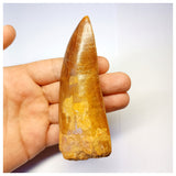 1313 - Huge Carcharodontosaurus saharicus Dinosaur Tooth - Cretaceous KemKem Beds