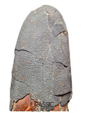 J494 - Museum Grade Huge OVIRAPTOR cf philoceratops Fossil Egg Elongatoolithidae - Cretaceous from Gobi Desert