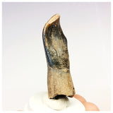 1304 - Top Rooted Jobaria Sauropod Dinosaur Tooth Jurassic Tiouraren Fm