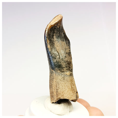 1304 - Top Rooted Jobaria Sauropod Dinosaur Tooth Jurassic Tiouraren Fm