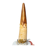 S231 - Large Rooted Spinosaurus aegyptiacus Dinosaur Tooth - Cretaceous KemKem Beds