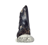 J140 - Top Rare Alvarezsaurid Theropod Dinosaur Claw - Lower Cretaceous Elrhaz Fm