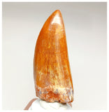 1000 - Gem Grade Carcharodontosaurus saharicus 3.34'' Dinosaur Tooth