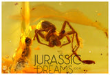 J332 - Museum Grade Large SPIDER & VELVET ANT Rare MUTILLIDAE Fossil Inclusion Genuine BALTIC AMBER + HQ Picture