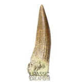 S157 -Finest Quality Suchomimus tenerensis Spinosaurid Dinosaur Tooth WITH VISIBLE CARINA