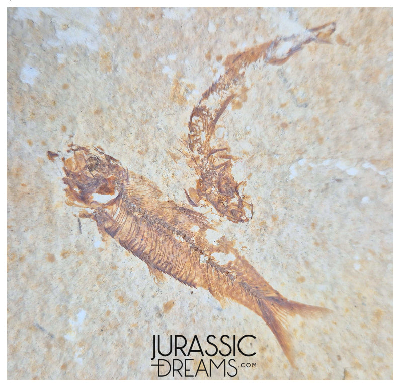 S380- Aesthetic "Knightia eocaena" Fossil Fish Mass Mortality Plate with 4 specimens - Eocene Age from USA