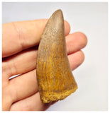 1383 - Nice Carcharodontosaurus saharicus Dinosaur Tooth - Cretaceous KemKem Beds
