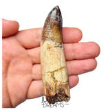 S491 - Museum Grade Fully Rooted Sarcosuchus imperator Crocodile Tooth - Cretaceous Elrhaz Fm