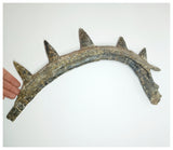 1199 - Museum Grade Spicomellus afer Oldest Ankylosaurian Dinosaur Complete Spiny Rib - El Mers Fm