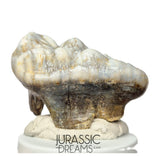 S402 - Gem Grade Huge Ice Age Cave Bear (Ursus spelaeus) Upper Molar Tooth (M2) - Pleistocene