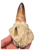 S429 - Rare Unusual Mosasaur Prognathodon cf solvayi Rooted Tooth with Emerging Replacement Tooth