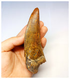 1315 - Investment Grade 12,6cm Carcharodontosaurus saharicus Dinosaur Tooth - Cretaceous KemKem Beds