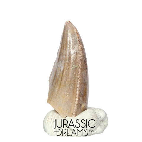 S217 - Top Rare Majungasaurus crenatissimus Abelisaurid Dinosaur PREMAXILLARY Tooth