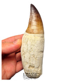 S258 - Outstanding Huge Thalassotitan atrox (Largest known mosasaur species) Rooted Tooth - Late Cretaceous