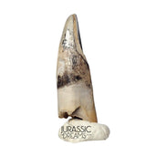 J477 - Tyrannosaur Dinosaur Tooth - Nanotyrannus Premaxillary Tooth (cf Aublysodon) - Hell Creek Fm