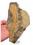 J507 - Museum Grade Rare Jeholotriton paradoxus - Primitive Jurassic Salamander - Daohugou Beds