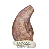 J223 - Top Rare Killer Unidentified Theropod Dinosaur Claw - Lower Cretaceous Elrhaz Fm