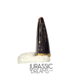 S102 - Juvenile Tyrannosaur Dinosaur Tooth Tip - Judith River Fm