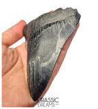 J404 - Outstanding Huge Black Serrated Megalodon Shark Tooth - South Carolina
