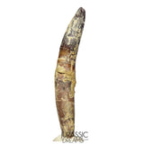 J512 - Top Rare fully Rooted cf Lapparentosaurus Titanosauriform / Basal Brachiosaurid Dinosaur Tooth - Middle Jurassic