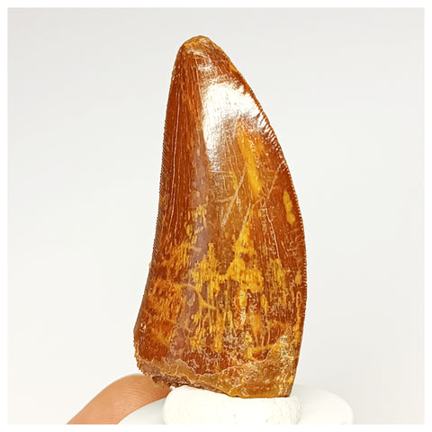 1337 - Nicely Preserved Carcharodontosaurus saharicus Dinosaur Tooth